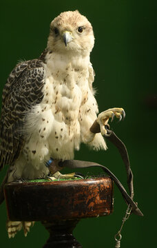 rapaces para cetreria