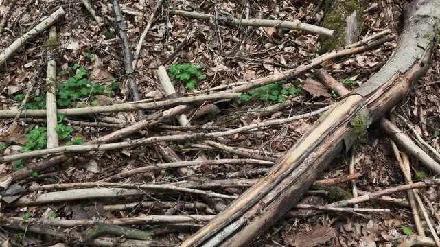 Broken branches sticks and roots and cut old tree stump in a forest