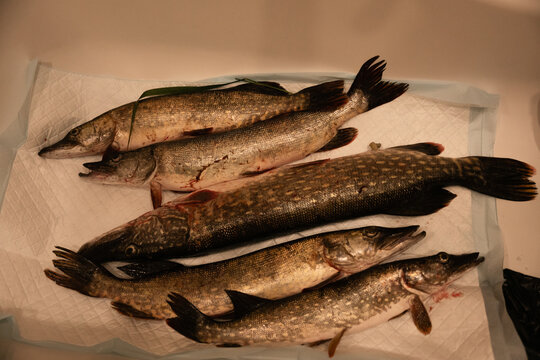 Freshly caught pike fish arranged on a table after fishing