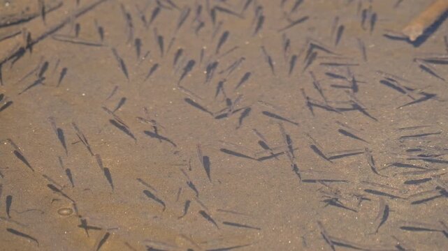 small fishes spawn directly under the water surface
