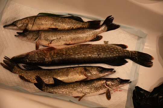 Freshly caught pike fish arranged on a table after fishing