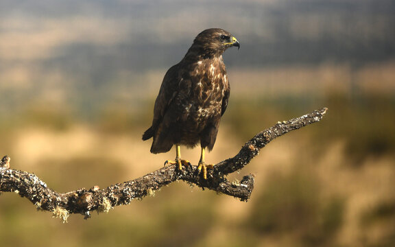 aguila ratonero