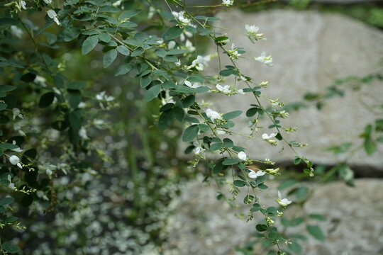 白い萩の花　宝戒寺　鎌倉