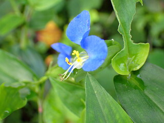 Close-Up of a Blue Flower Surrounded by Green Foliage © Noir_travel