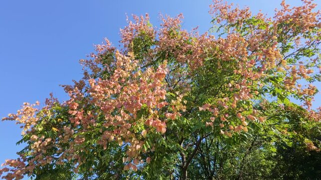 Chinese Rain Tree (Koelreuteria bipinnata) with Pinkish Seed Pods Against Clear Blue Sky, Autumn Botanical Detail