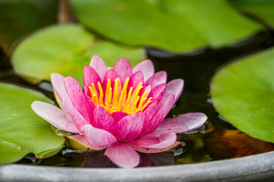 Hermosa flor de loto rosado en un estanque de templo budista. Invoca paz, tranquilidad y armon&iacute;a.
