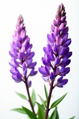 Obraz premium Intricate purple Erica blossoms against white , macro, floral, heath
