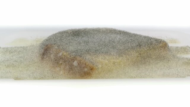 mold forming on slice of bread in water time lapse