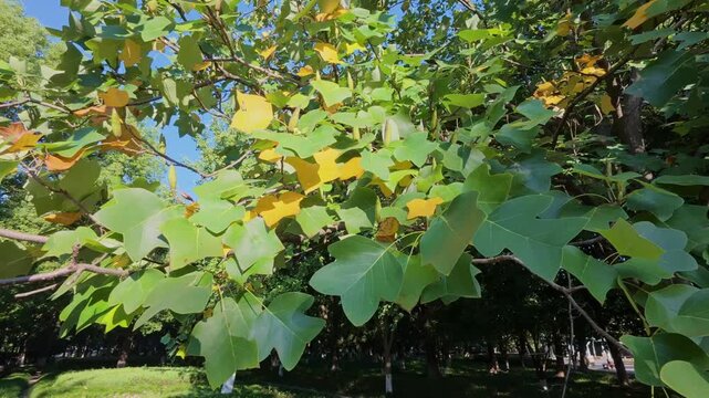 Tulip tree (Liriodendron tulipifera) branches with vibrant green and golden-yellow leaves and immature seed pods against clear blue sky in urban park