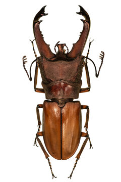 Male Cyclommatus stag beetle specimen isolated on transparent background