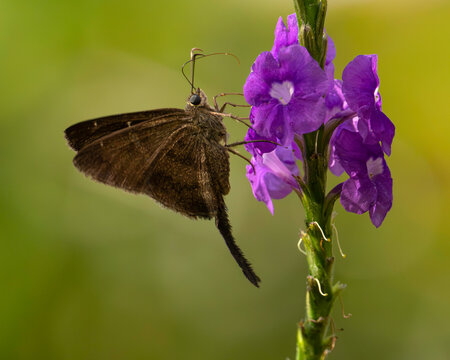 Long-tailed skipper butterfly  feeding on purple flowers