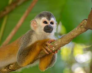 Central American Squirrel Monkey (Saimiri oerstedii) resting on a tree branch © Andres Espinoza 
