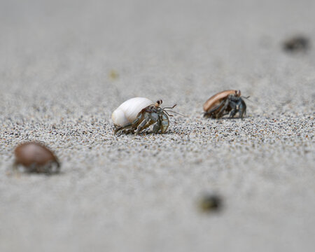 Pacific Land Hermit Crabs (Coenobita compressus) walking on sandy beach