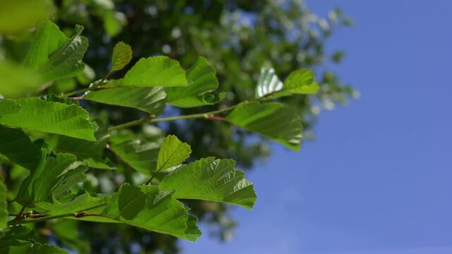 Green juicy alder leaves against a blue sky swaying in the wind, video with alder leaves