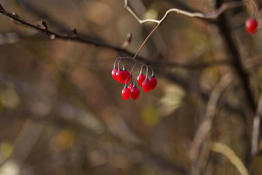 Red berries of bittersweet nightshade Solanum dulcamara hanging on branches in autumn. Close-up view of wild fruit against bare background.