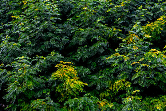 Beginning of Autumn, Selective focus of dense green and yellow leaves on the tree in the park, Ailanthus altissima commonly known as tree of heaven, Abstract natural foliage pattern texture background