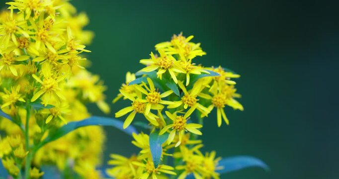 European Goldenrod (Solidago virgaurea) in Bloom