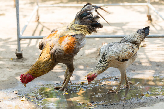 Beautiful Colorful Free-Range Thai Chicken Scratching and Foraging for Food in a Natural Organic Farm Setting