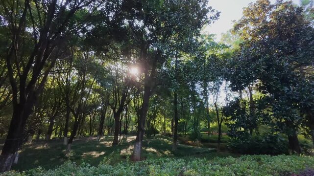 Sunlight filtering through dense green forest canopy in a serene urban park, dappled light on grassy slope