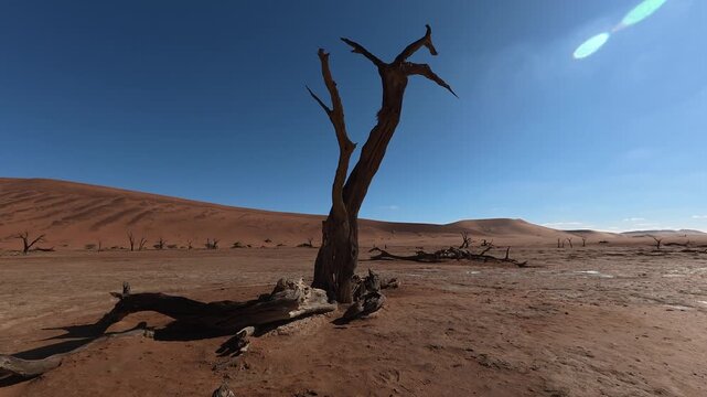 Dry trees in desert crater area at Deadvlei in Sossusvlei territory - Namibian world famous desert - African nature wonder with unique wild landscape in Namibia near South Africa