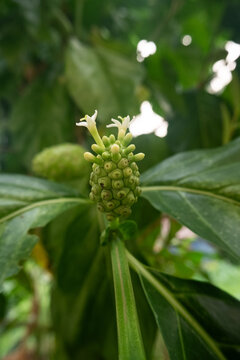 A small developing noni fruit or Morinda citrifolia emerging on a green stem