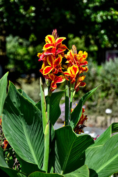 macro photograph of a vibrant Canna x generalis 'Rosemond Coles' flower blooming in the Lyon Botanical Garden, France. Featuring striking bright red petals bordered with vivid yellow margins.