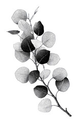 Obraz premium PNG Botanical eucalyptus branch hand drawn ink illustration