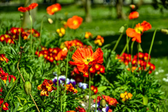Close-up of a vibrant red and yellow Iceland poppy flower bed in a public park in Paris, France. July 2016. Commercial and botanical use.