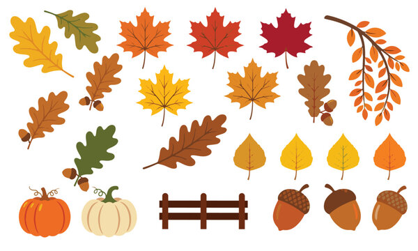 Autumn leaves, pumpkins and acorns vector illustration set isolated on white