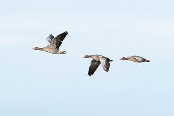flock of greylag goose (anser anser) in flight during autumn migration, found at Fehmarn at the Baltic Sea in Germany © Mathias Putze