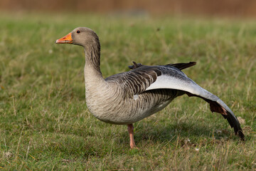 first calendar year greylag goose (anser anser) stretchgs its wing, found at Fehmarn at the Baltic Sea in Germany © Mathias Putze