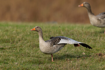 first calendar year greylag goose (anser anser) stretchs its wing, found at Fehmarn at the Baltic Sea in Germany © Mathias Putze