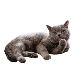 cat on white background © Novan