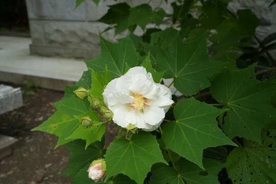酔芙蓉　白  宝戒寺