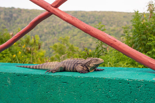 Cuban rock iguana (Cyclura nubila) resting on a green concrete wall against a blurred nature background