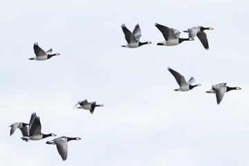 flock of barnacle goose (branta leucopsis) in flight during autumn migration, found at Fehmarn at the Baltic Sea in Germany © Mathias Putze