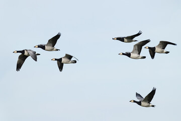 flock of barnacle goose (branta leucopsis) in flight during autumn migration, found at Fehmarn at the Baltic Sea in Germany © Mathias Putze