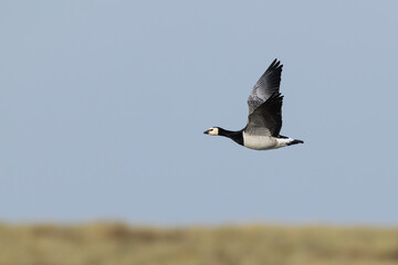 adult barnacle goose (branta leucopsis) in flight during autumn migration, found at Fehmarn at the Baltic Sea in Germany © Mathias Putze