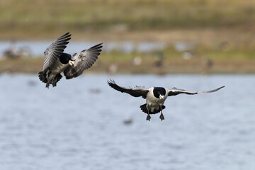 barnacle goose (branta leucopsis) alnding at feeding place during autumn migration, found at Fehmarn at the Baltic Sea in Germany © Mathias Putze