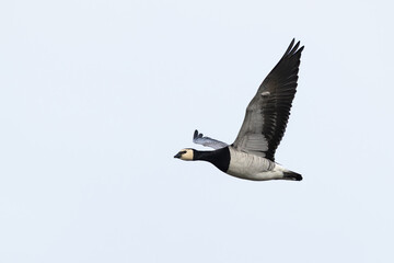 adult barnacle goose (branta leucopsis) in flight during autumn migration, found at Fehmarn at the Baltic Sea in Germany © Mathias Putze