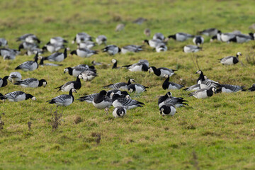 barnacle goose (branta leucopsis) resting on grassland during autumn migration, found at Fehmarn at the Baltic Sea in Germany © Mathias Putze