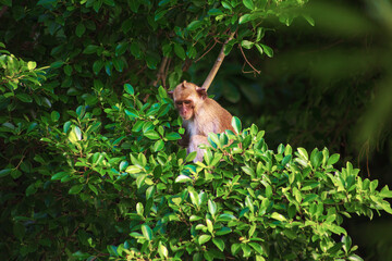 A monkey on a tree in its natural habitat. Monkey Island in Ha Long Bay. © lizavetta