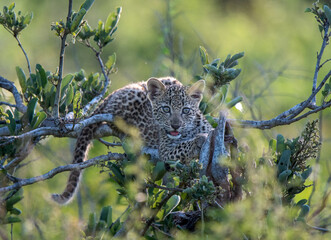 Cute leopard cub © Zander