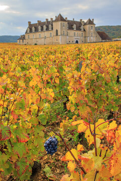 Vignes et ch&acirc;teau du clos de Vougeot	