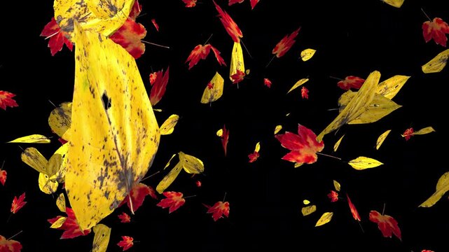 Colorful autumn maple leaves falling on transparent alpha channel background. Halloween fall season overlay animation for video compositing and decoration. Seamless loop 3d rendering animation.