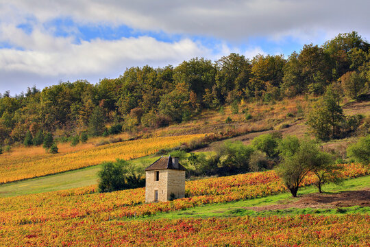 Cabotte dans le vignoble de Bourgogne en automne