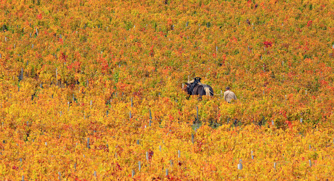 Travaux de la vignes &agrave; cheval en Bourgogne