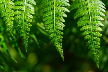Several green fern leaves hanging naturally under sunlight with a soft green blurred background. © TWODOGAI