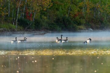 Canada geese floating on the Sainte-Foy Nature Center Great Lake Laberge during a beautiful hazy late September morning, Quebec City, Quebec, Canada © Anne Richard