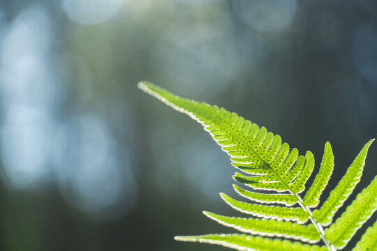 Close-up of a tender green fern leaf tip extending diagonally upward with soft blue bokeh background.